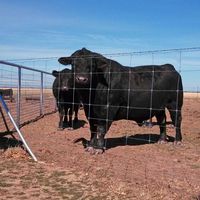 Panneaux de clôture électrique à nœuds fixes en acier galvanisé de 1,8 m pour l'élevage de bétail, de cerfs, les fermes et les chantiers de construction, conformes aux normes ISO