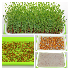 Plateaux <span class=keywords><strong>de</strong></span> culture hydroponique sans terre pour graines et <span class=keywords><strong>semis</strong></span>, bacs <span class=keywords><strong>de</strong></span> germination en plastique pour pépinière, jardin pour la maison et le bureau - Product Image 4
