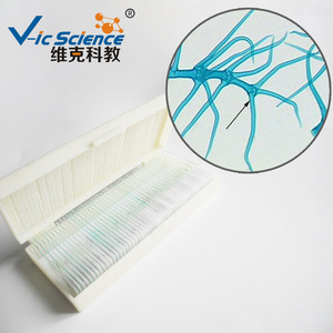 Portaobjetos biológicos con cabellos esteláticos ramificados de sicomoro, portaobjetos microbianos, portaobjetos vegetales, equipo didáctico - Product Image 2