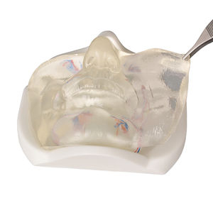 Modèle anatomique féminin transparent <span class=keywords><strong>du</strong></span> <span class=keywords><strong>visage</strong></span> inférieur avec des vaisseaux sanguins pour le modèle facial de formation d'<span class=keywords><strong>injection</strong></span> - Product Image 3