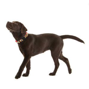 Reflective Webbing Nylon Eco-Friendly Customizable Colors <strong>Pet</strong> <strong>Training</strong> Wholesale <strong>Collars</strong> Designer Buckle Luxury <strong>Dog</strong> <strong>Collar</strong> - Product Image 6
