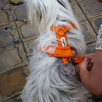 Harnais pour Chien en Velours Teddy Doux et Confortable, Conception Anti-Traction, Léger, Réglable, de Luxe avec Logo Personnalisé