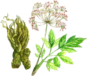 新しいトレンドの半径Angelicae Dahuricae Ligustilideエキスアンジェリカ植物エキス - Product Image 3