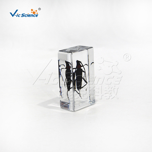 Especímen transparente de gusano del pino en plástico, muestra real de coleóptero plagasario para la enseñanza de biología CE/ISO/ROHS/CNAS - Product Image 6