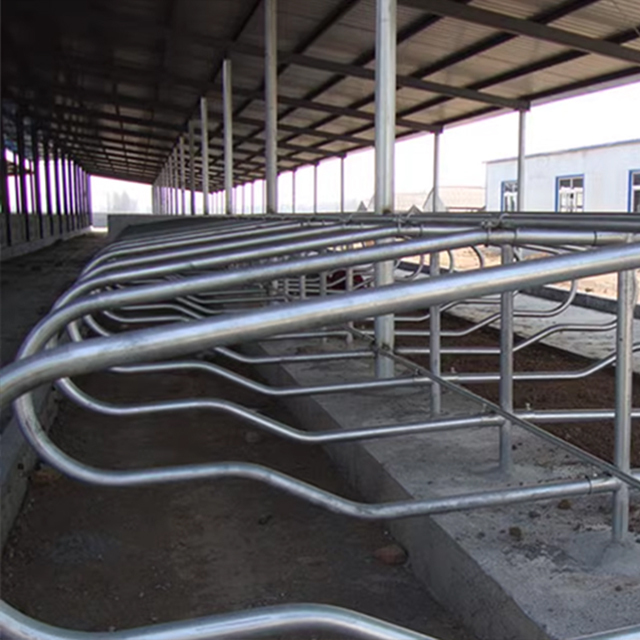 High-Intensity Galvanized Steel Cattle Stall Durable Cow Stall and Bed Equipment for Farms Animal Cages Dairy Equipment