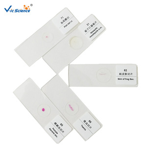 Factory direct shipment: Paramecium amitosis reproductive slides for university genetics teaching <b>microscopes</b>. - Product Image 3