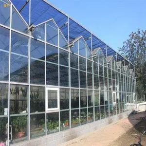 Muti-span玻璃温室生产用于销售水培生菜系统