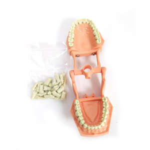 Modèle de pratique <span class=keywords><strong>dentaire</strong></span> pour l'enseignement des sciences médicales, modèle anatomique pratique de dents artificielles, modèle de typodont - Product Image 2