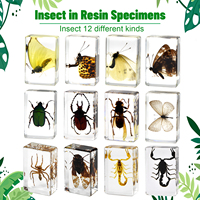 Véritable spécimen d'insecte presse-papiers acrylique Animal résine spécimen outil éducatif enfants Halloween cadeaux approvisionnement