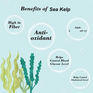Pó de Extrato de Alga Marinha Bladderwrack <span class=keywords><strong>Fucus</strong></span> <span class=keywords><strong>Vesiculosus</strong></span> 85% 98% Fucoidan - Product Image 4