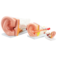 Modèle d'anatomie de l'oreille agrandi 3 fois, modèle de structure de l'oreille interne, moyenne et externe pour la formation ORL