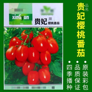 ผักตกแต่งสวนดอกไม้หลากหลายชนิดสำหรับปลูกในสวนและสนามหญ้า - Product Image 5