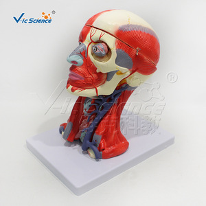 Modèle de tête, de cou, de muscles, de vaisseaux sanguins et de cerveau en 10 parties, haute précision, avec démontage clair et détails anatomiques précis. - Product Image 3