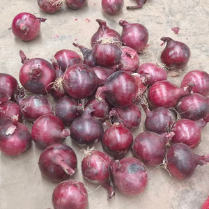 Cebolla Roja <span class=keywords><strong>de</strong></span> Calidad Garantizada, Cosecha Fresca, Bawang Merah, Bawang <span class=keywords><strong>Bombay</strong></span>, Exportación <span class=keywords><strong>de</strong></span> China, Proveedor <span class=keywords><strong>de</strong></span> Cebollas con Tiempo <span class=keywords><strong>de</strong></span> Entrega Rápido - Product Image 3