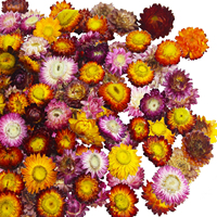 100G Bunga Strawflower Kering Alami Premium dengan Bunga Kering Tekan untuk Kerajinan Bunga DIY Dekorasi Rumah