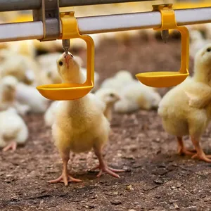 High Quality Modern Broiler Chicken Poultry Drinking Line