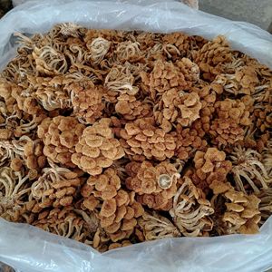 Hongo Dorado <span class=keywords><strong>de</strong></span> Toscana Seco, Cultivado Naturalmente, Comestible, <span class=keywords><strong>de</strong></span> Grado Alimenticio - Product Image 4