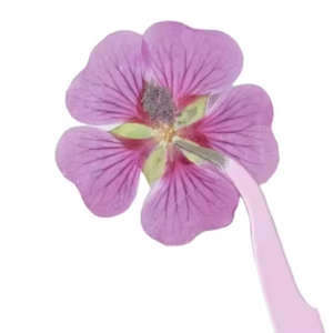 Arbuste <span class=keywords><strong>Althea</strong></span> pétale bricolage bougie savon faisant plante naturelle écologique <span class=keywords><strong>fleur</strong></span> pressée séchée - Product Image 1