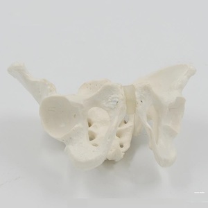 Modelo de Pelvis Móvil XR Mini, Huesos de Sacro, Cadera y Pelvis, Flexibles y Giratorios, <span class=keywords><strong>Esqueleto</strong></span> <span class=keywords><strong>Humano</strong></span>, Anatomía, Ayuda para la Rehabilitación y Enseñanza - Product Image 5