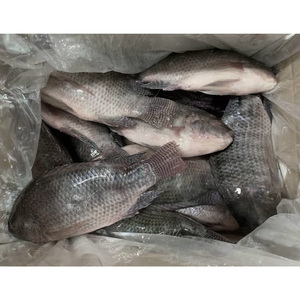 Directe Fabrieksexport Van Hele Tilapia-Vis 500G-1 Kg/stk 10 Kg/box Goedkope Afrika-Markt Vist Hele Tilapia-Vissen - Product Image 4