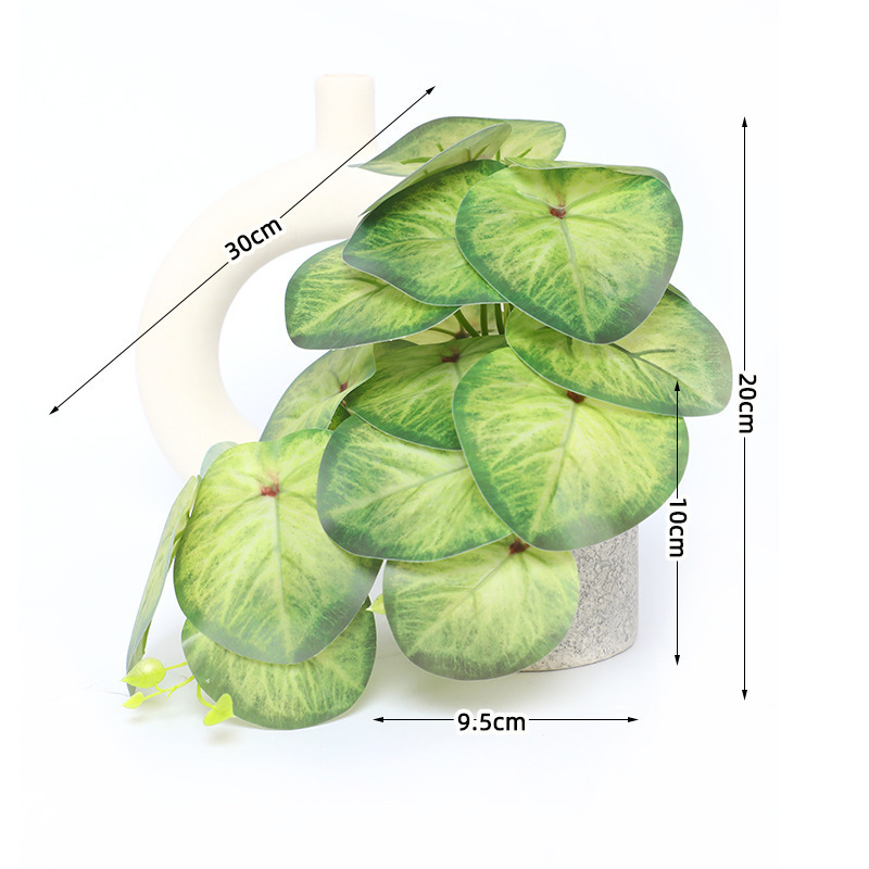Nouvelle feuille de bégonia unique - une tige verte
