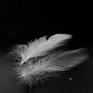 <span class=keywords><strong>2</strong></span>-<span class=keywords><strong>4Cm</strong></span> Rửa Trắng Vịt Xuống Mảnh Số Lượng Lớn Cho Sofa Gối Lõi Nệm Làm Đầy - Product Image 6