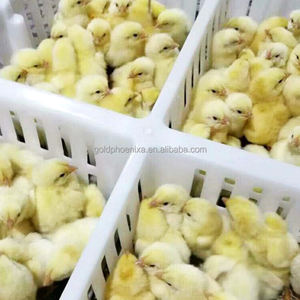 YYC Geflügel träger Huhn Transport boxen Wachtel taube Küken Transport kisten - Product Image 6