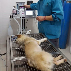 Fournitures médicales, appareil d'anesthésie, ventilateur d'anesthésie vétérinaire pour la respiration chirurgicale des animaux de compagnie - Product Image 6