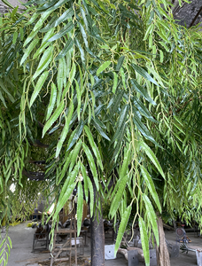 Árbol <span class=keywords><strong>de</strong></span> sauce llorón Artificial <span class=keywords><strong>de</strong></span> tacto real, <span class=keywords><strong>ramas</strong></span> <span class=keywords><strong>de</strong></span> PE personalizables, resistente a los rayos UV para vestíbulo <span class=keywords><strong>de</strong></span> Hotel, parque, jardín, planta Premium - Product Image 3