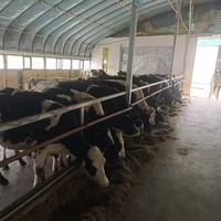 Structure en acier pour poulailler, atelier, maison de ferme, conception, construction, vente de poulailler, ferme avicole