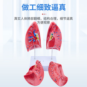 Modelo de anatomía del pulmón humano, material didáctico del sistema respiratorio, laringe, corazón, pulmones, segmentos pulmonares codificados por colores, estructura pulmonar - Product Image 4