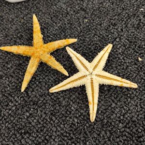 1000 pz/borsa Real Mini Small Nail Charm Sticker stelle di sabbia di mare essiccate per unghie - Product Image 3