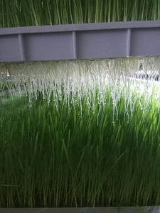 Lyine Màu Xanh Lá Cây Thức Ăn Gia Súc Máy Vận Chuyển Container Trang Trại Với Thủy Canh Phát Triển Hệ Thống - Product Image 5