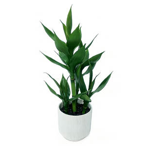 Planta Artificial de Bambú de la Suerte, Bambú Decorativo en Maceta de Cerámica, Planta de Interior, Bonsái, Venta al por Mayor para Decoración del Hogar - Product Image 1