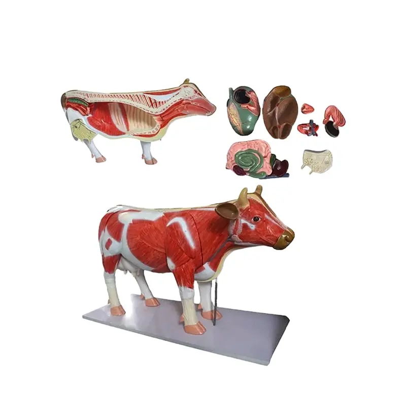 Educational Cow Anatomy Medical Anatomic Livestock Specimens Acupuncture Model Skeleton free 3d Cow Anatomical Model of Animals