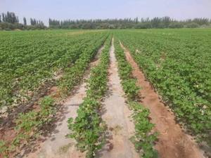 Additivo alimentare per frutta e verdura di grado industriale diammonio idrogeno fosfato di vendita calda - Product Image 4