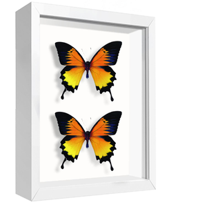 Cadre flottant 3D unique DIY, boîte à ombres papillons, design mural creux, cadre photo en bois A4 pour décoration intérieure, carré en verre - Product Image 1