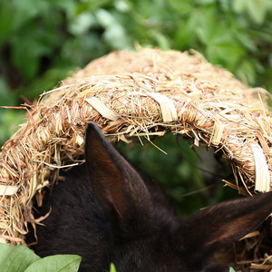 Chinchilla Lapin <span class=keywords><strong>Hamster</strong></span> Golden Ours Paysage Abri Différents Animaux Tissage Hay Channel Bambou Bois Artisanat Cage - Product Image 4