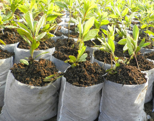 カスタマイズされたポリプロピレン不織布農業用フロストフリーススパンボンドPPカバー防水抗UV逃亡植物保護 - Product Image 3