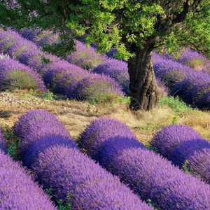 ชาดีท็อกซ์ความงามแบบจีนชาสมุนไพรแห้ง Myosotis sylvatica ชาดอกไม้ลืมฉันไม่ได้มีไมโอโซทิสจากธรรมชาติ - Product Image 6