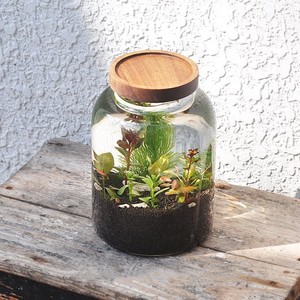 <span class=keywords><strong>Terrarium</strong></span> moderne rond <span class=keywords><strong>en</strong></span> <span class=keywords><strong>verre</strong></span> transparent avec couvercle Poisson hydroponique de grande taille <span class=keywords><strong>pour</strong></span> réservoir et <span class=keywords><strong>vase</strong></span> de table <span class=keywords><strong>pour</strong></span> décoration intérieure <span class=keywords><strong>pour</strong></span> mariage Diwali - Product Image 3