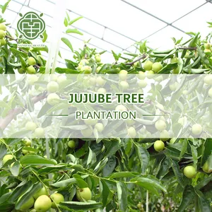 Nanqiao Source Factory Low Price Wholesale Jujube Dry Red Dates For Nourishing Qi And Blood