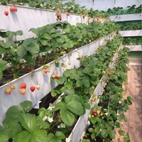 Filet hydroponique solution nutritive système nft ferme de champignons zip grow fraise planter NET tasses en verre couverture de serre