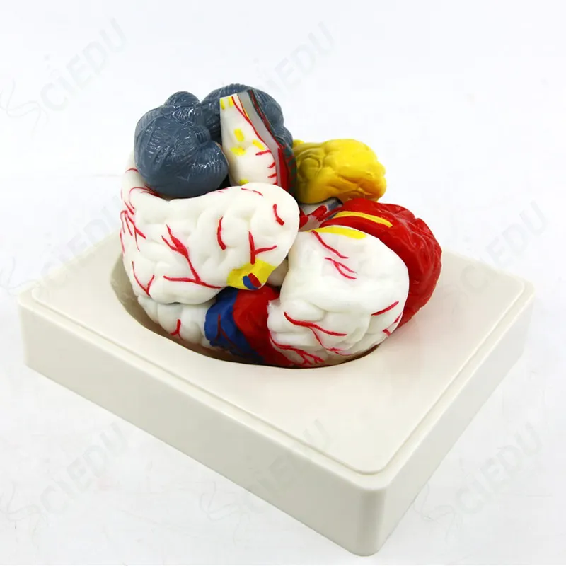 Medical Science Human Brain Model Anatomy Model Human Brain Body Anatomical Right Anatomical Brain Model