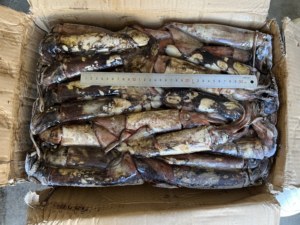 Calamar du Pacifique Sud Congelé 100-300g, Pêché en Haute Mer, Entier, Rond, Congelé, Norme d'Exportation - Product Image 5