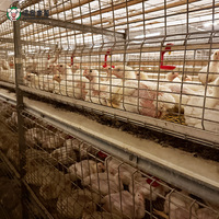 Système complet de cages à poulets de type H, solution clé en main pour l'équipement d'une ferme avicole à grande échelle pour la production de poulets