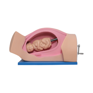 Modèle de mécanisme de <span class=keywords><strong>naissance</strong></span> mécanique avancé DARHMMY - Mannequin en PVC grandeur nature avec sections transversales et repères anatomiques réalistes - Product Image 1