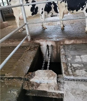 Machine à gratter le fumier de vache entièrement automatique pour l'élevage laitier, équipement d'élimination du fumier pour les fermes d'élevage bovin