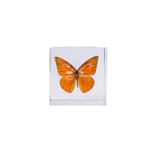 Adorno de Mariposa Acrílica de 8 cm, Rectangular, Decoración Moderna para el Hogar, Regalo - Product Image 5