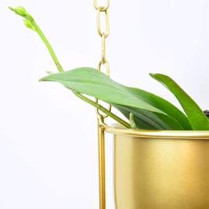 Toproona — vase de fleurs en métal doré, décoration moderne pour Pots de fleurs de jardin, porte-plante à <span class=keywords><strong>plafond</strong></span> - Product Image 3